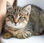 Красивый котенок девочка