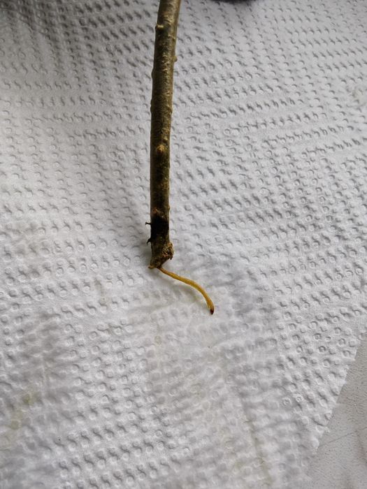 Hoja kwiatek pokojowy