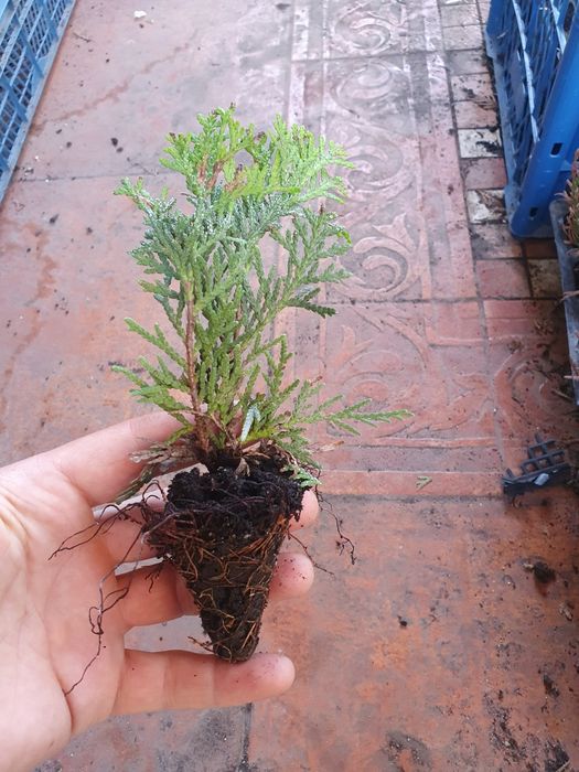 Туя західна "Даніка" укорінені живці 10см 1рік , П9 2річні