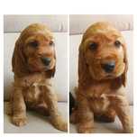 Cocker spaniel rodowodowy – uroczy