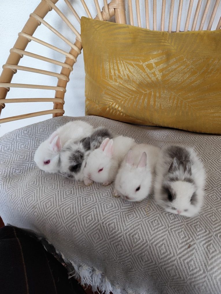 Coelhos  mini Toy holandês