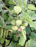 Physalis arbusto com 15cm