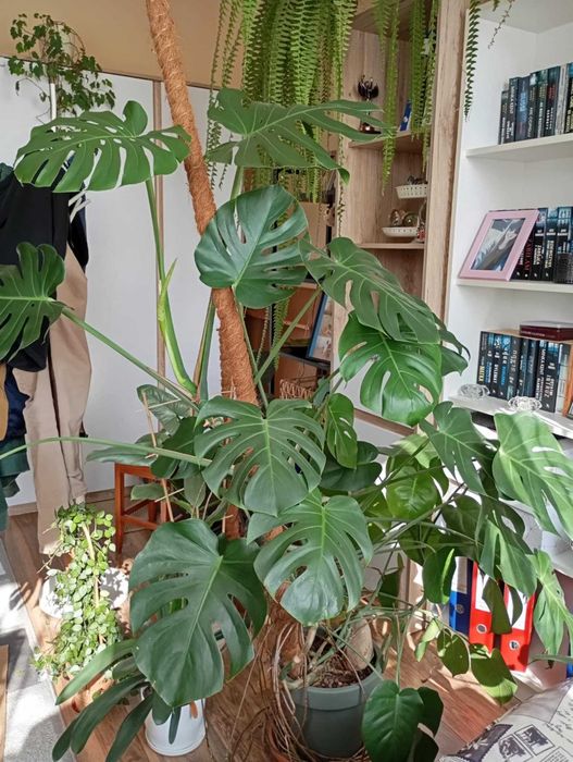 monstera deliciosa big form