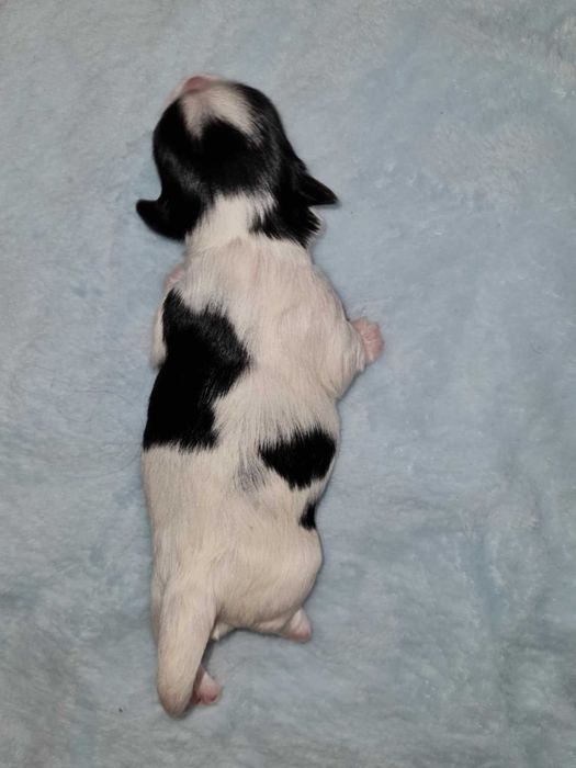 Yorkshire terrier biewer pieski