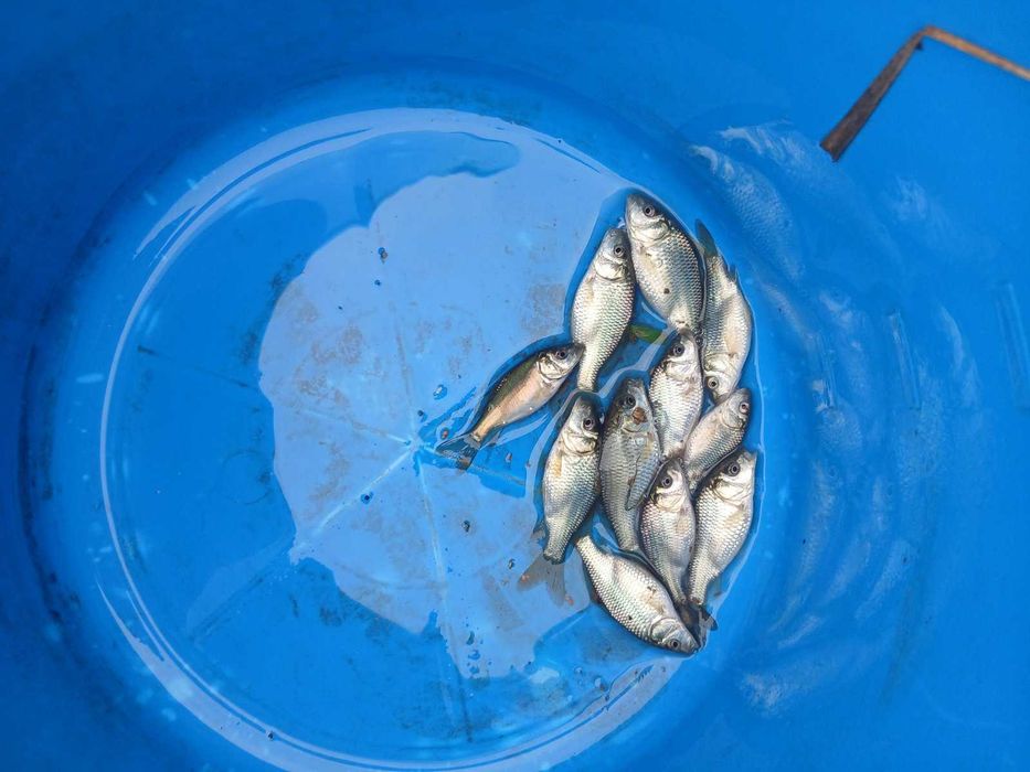 Зарибок коропа-однорічка