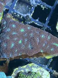 38  FAVITES BICOLOR L Duza szczepka prawie koral Akwarystyka Morska