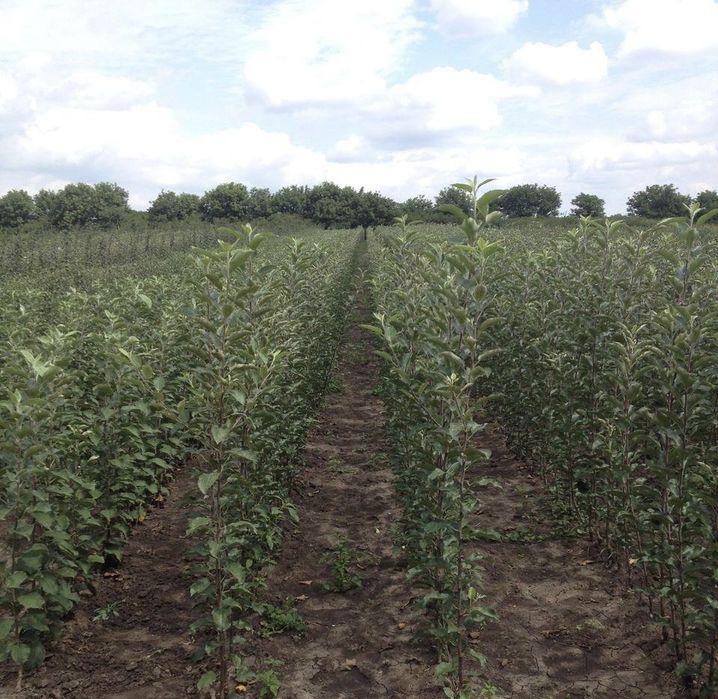 Саджанці плодових дерев / Саженцы плодовых деревьев / ОПТ та Роздріб