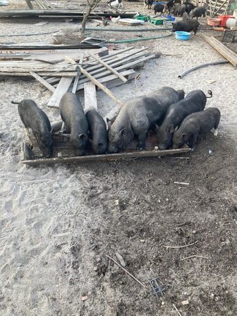 Porcos vietnamitas pretos