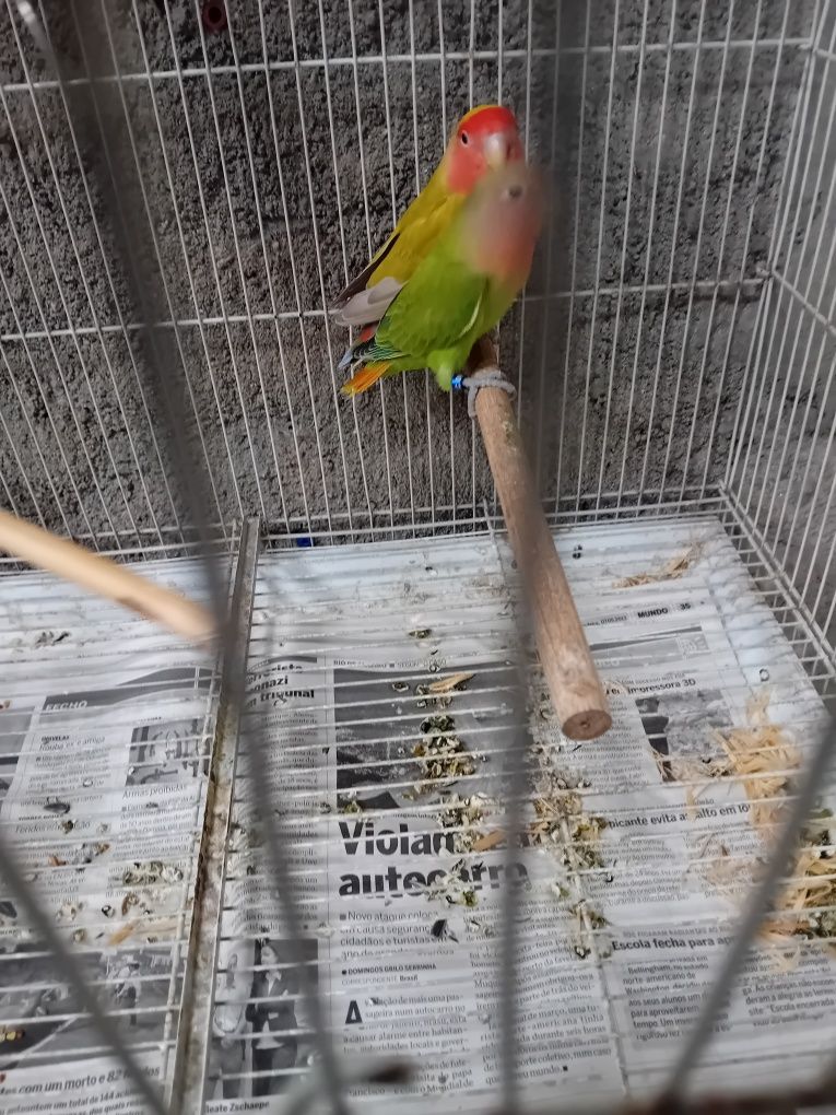 Rosicolis  muito  bonitos