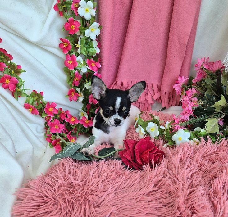 Śliczny Piesek Chihuahua!