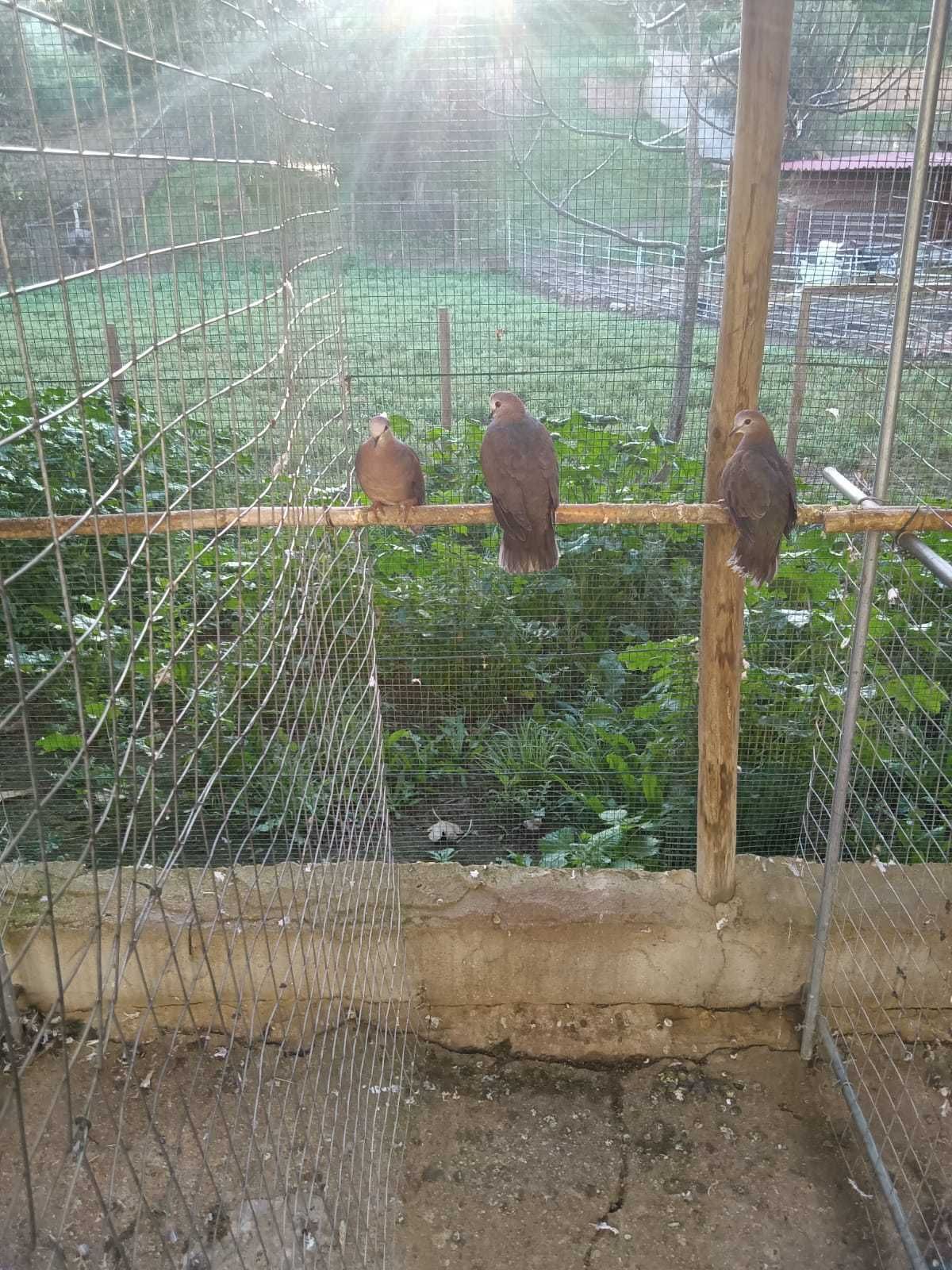 Rolas larvata ou alamaquitas
