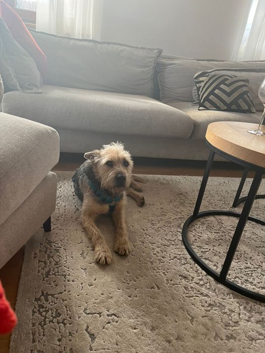 Terrier traci dom