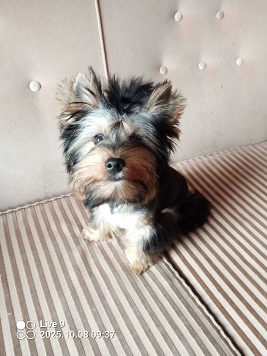 Yorkshire terrier chłopczyk Billy
