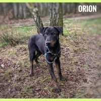 Orion w typie pinczera, 2 lata, 12kg, adopcje