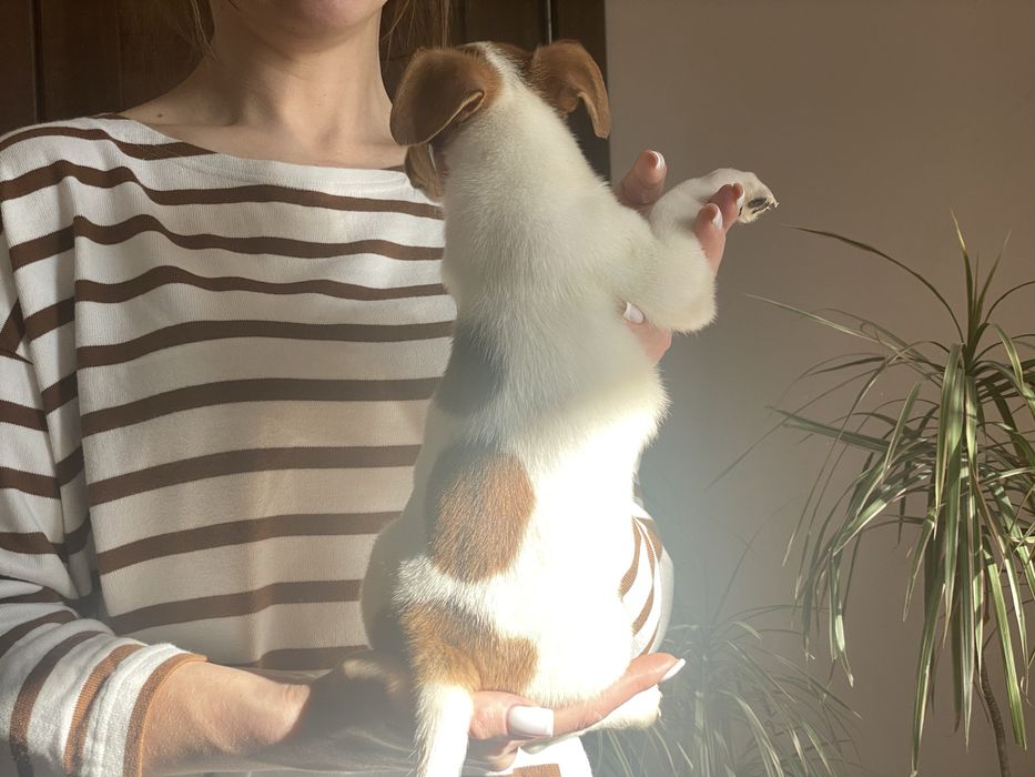 Поспішайте придбати неймовірних малюків