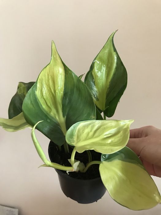 Филодендрон Бразил