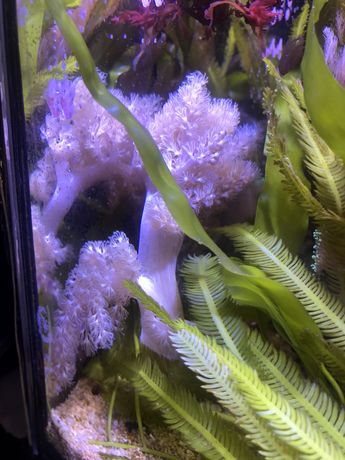 Makroglony, koralowce akwarium morskie