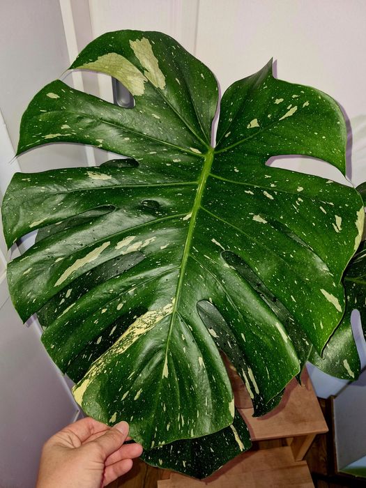 Monstera thai constellation