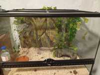 Terrário exoterra. 60 cm com tapete de aquecimento, gruta 70  e,