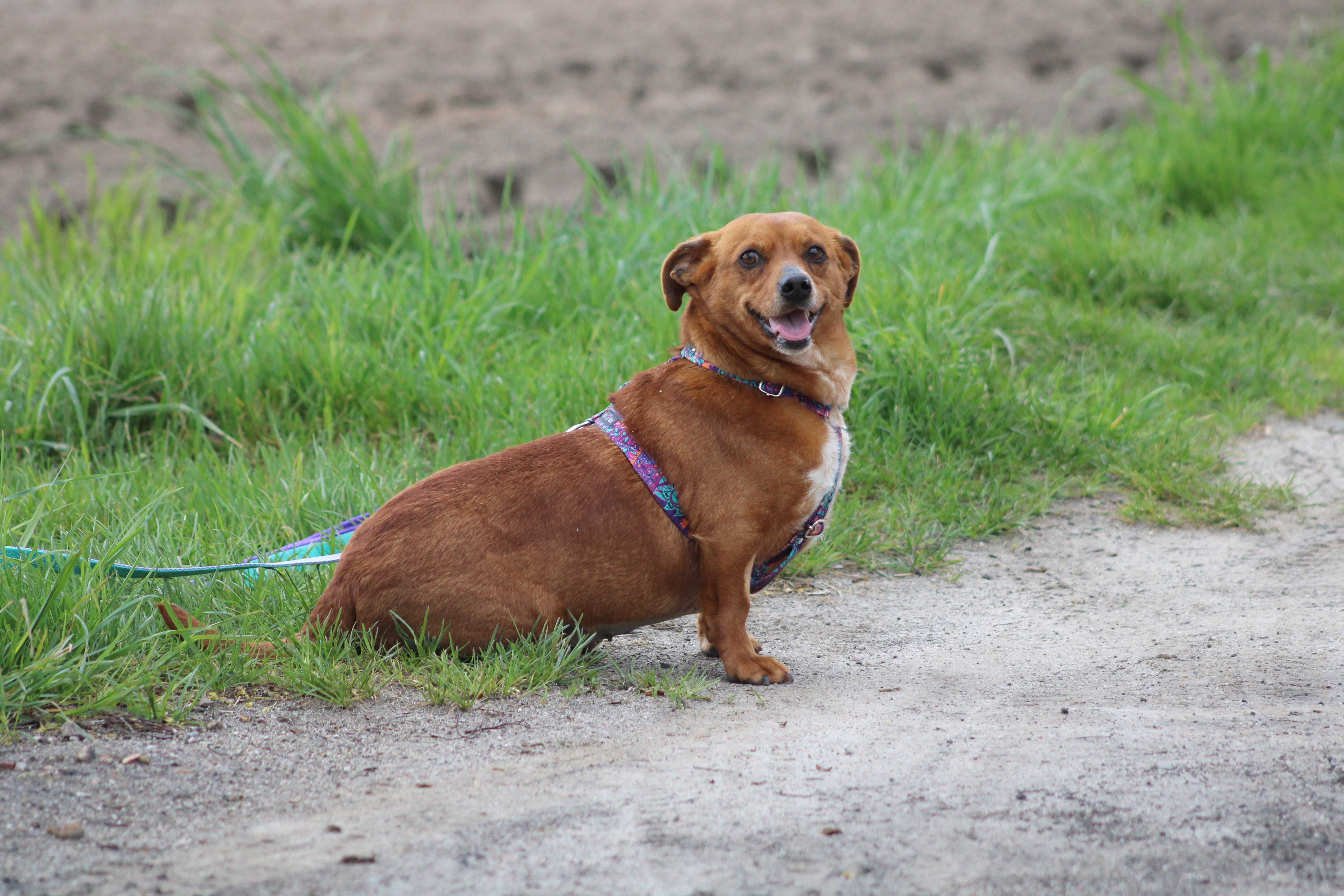 BONA sunia kochana łagodna spokojna adopcja schronisko mała