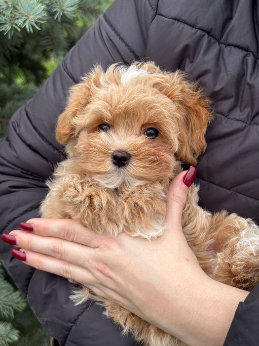 Хлопчик Мальтипу міні розмір