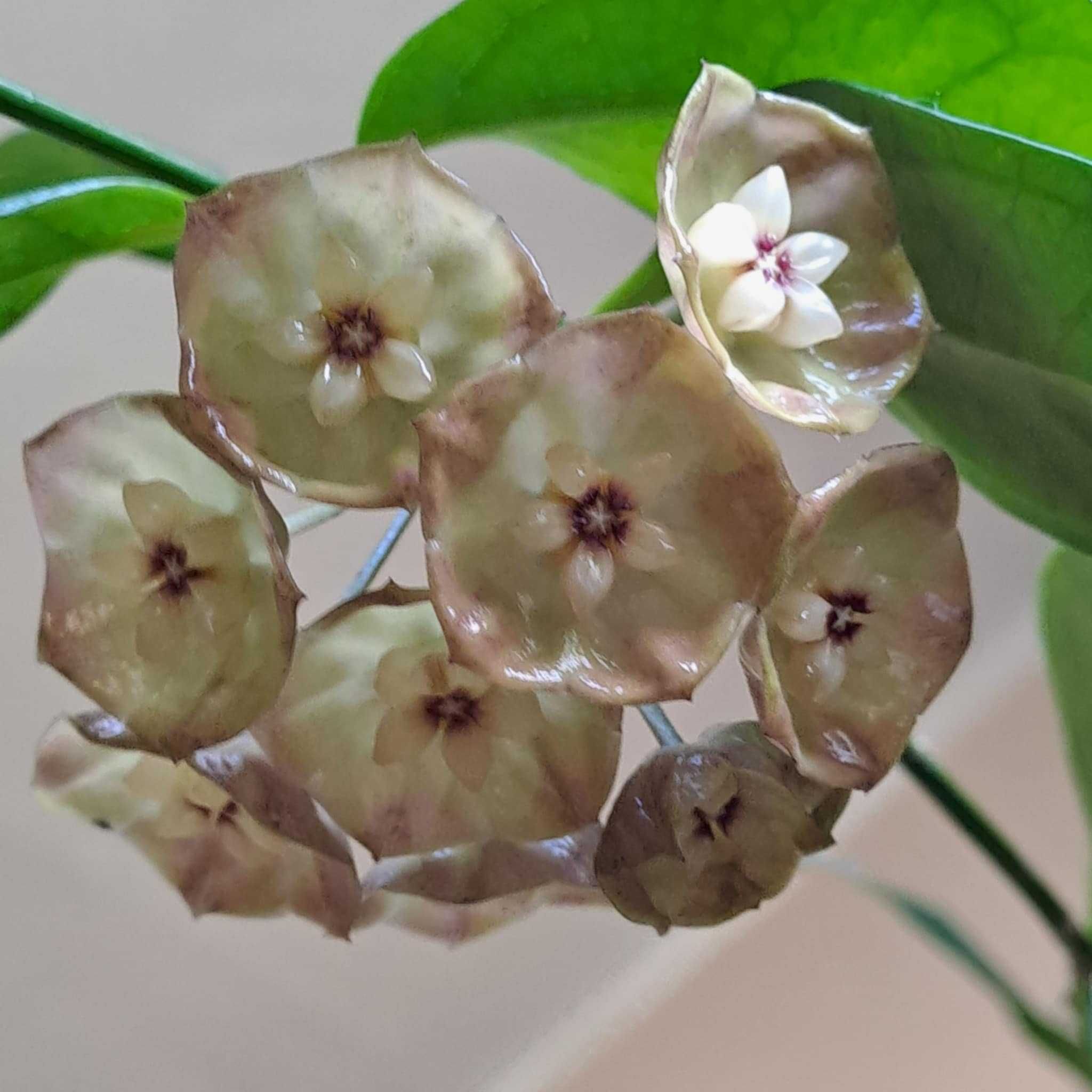 Hoya Hoja danumensis