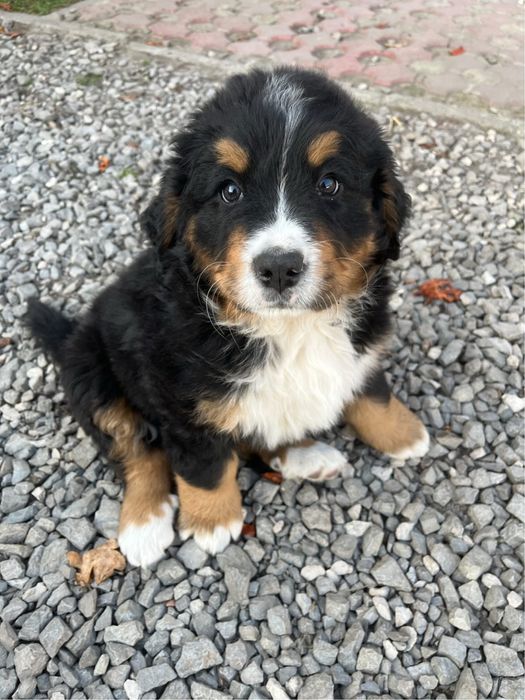 Bernenski pies pasterski Beza