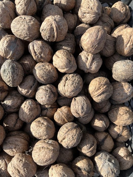 Волоські  горіхи  ( зі свого саду )