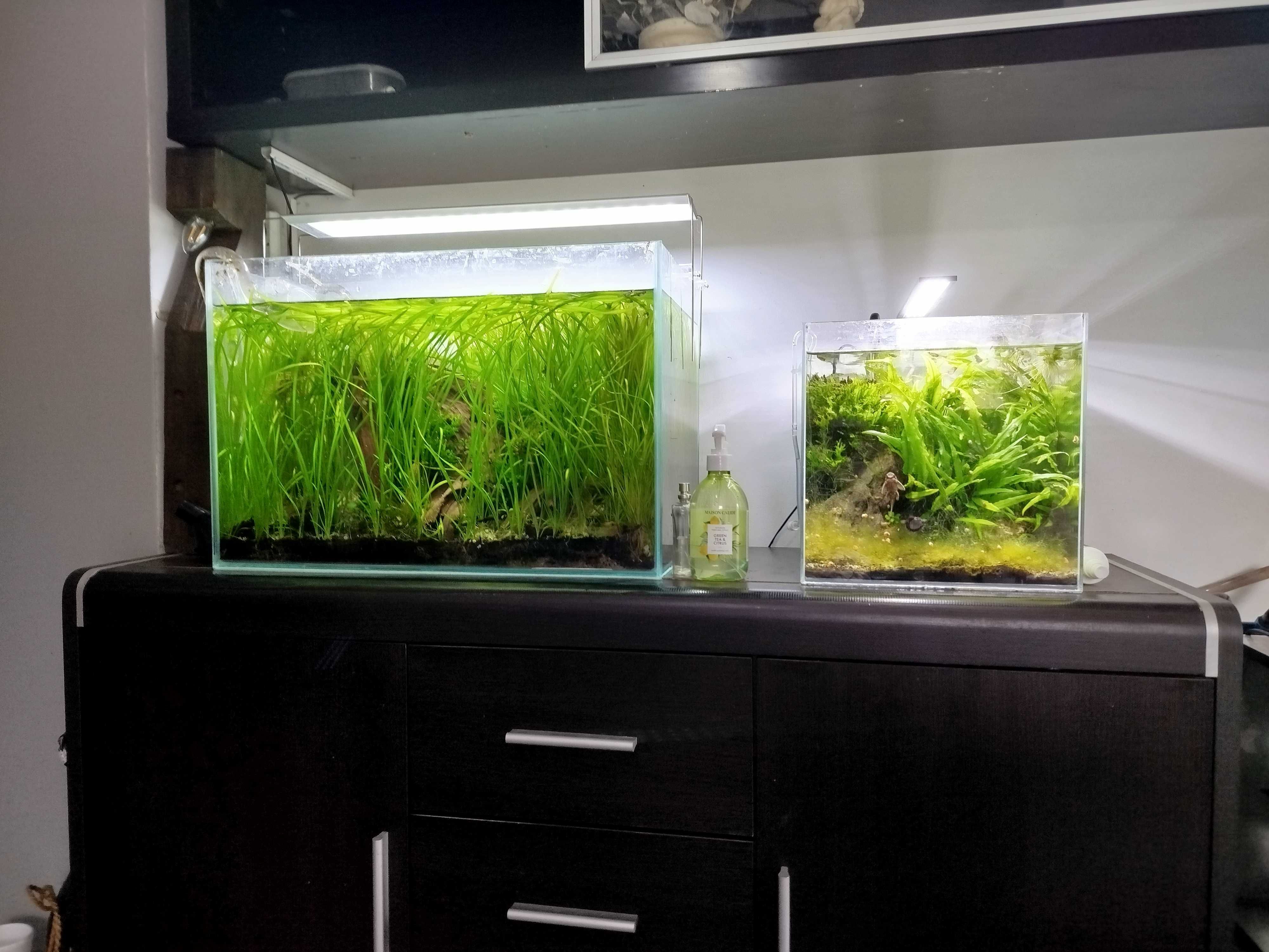 Akwarium optiwite 60x35x40 full zestaw z życiem