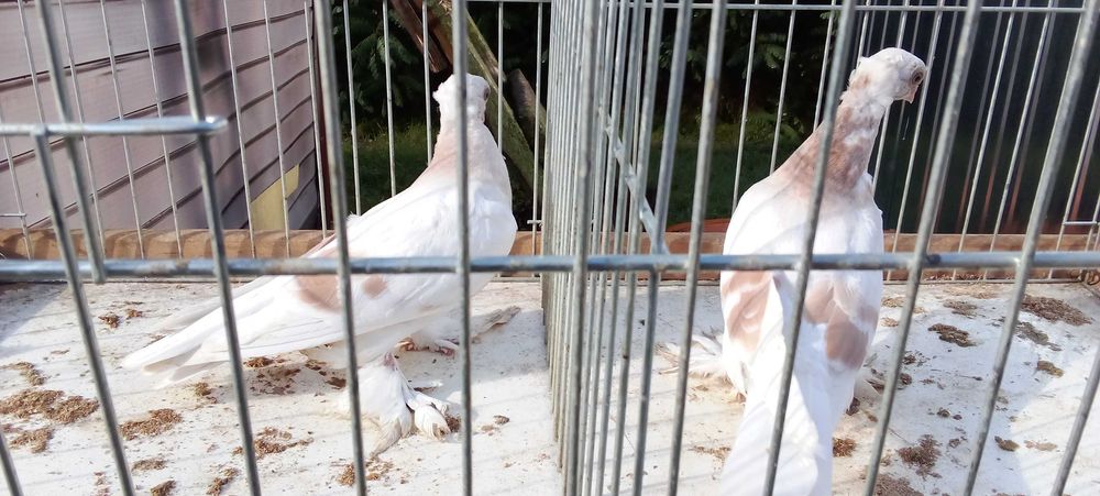 Blaowindry koroniate, żałobna perłowa koroniata, bocianka niemiecka