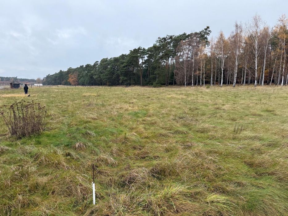 Dzialka budowlana Trzesów obok Lubina i Polkowic