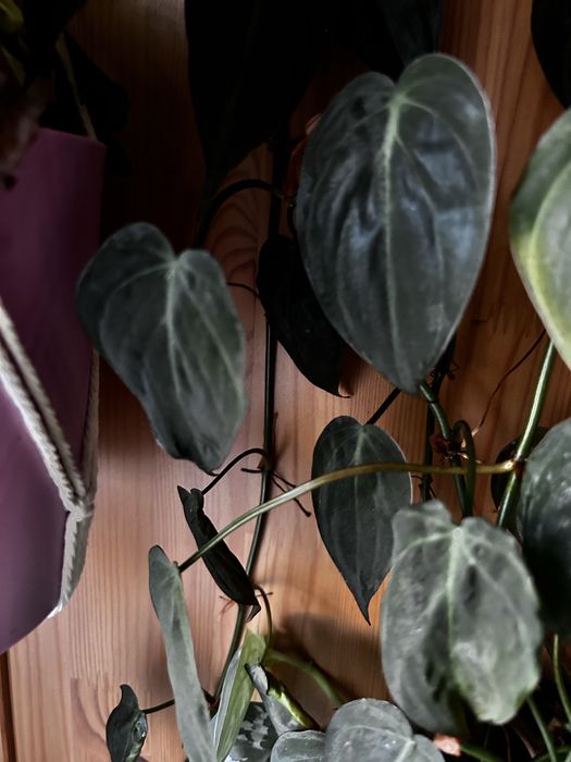 Philodendron Scandens, micans e ep cebu blue