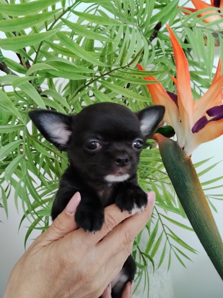 Chihuahua miniatura