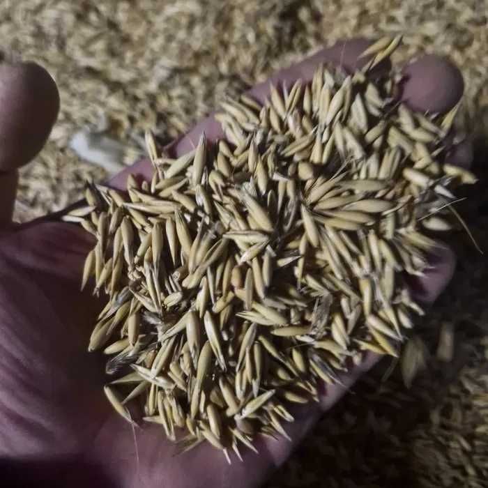 Owies i Mieszanka zbożowa