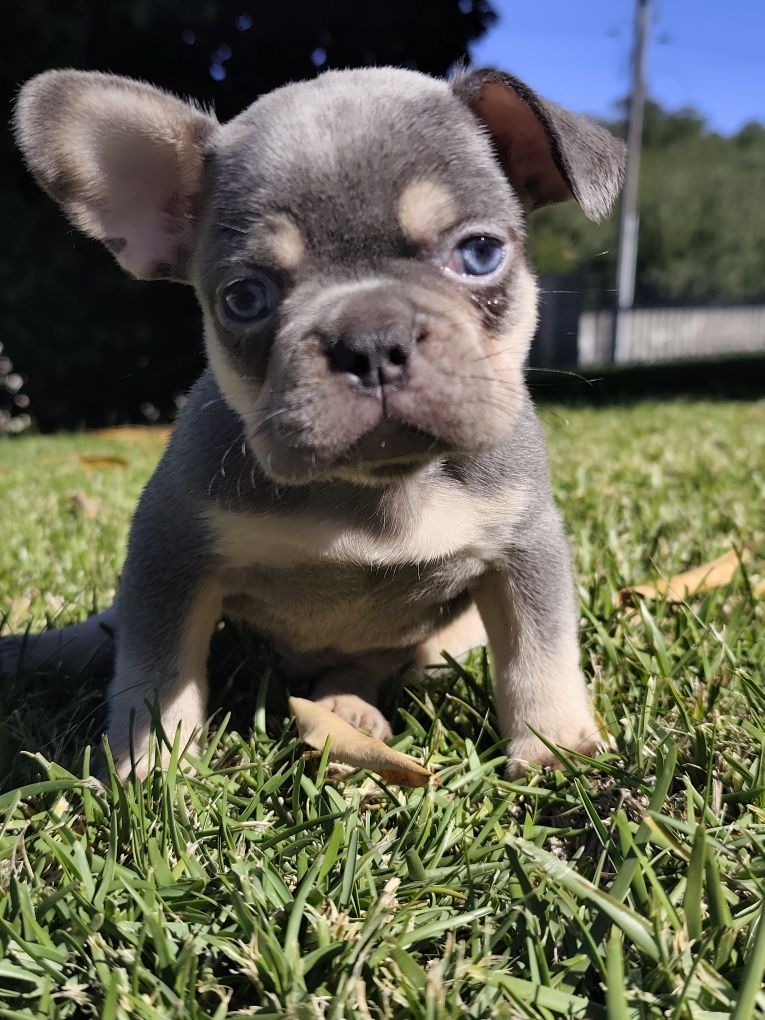 bulldog francês macho