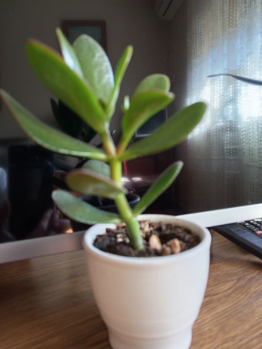 Красула водянка грошове дерево