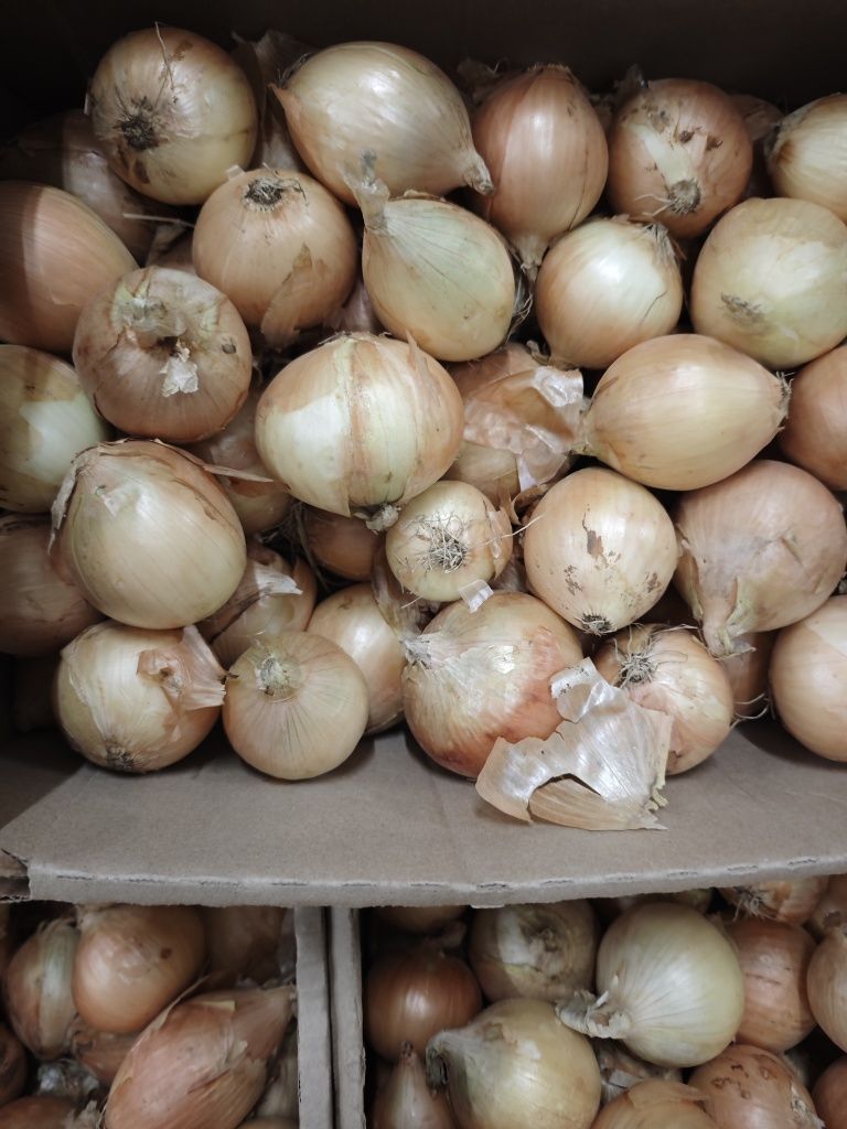 Cebula jest głową wszystkiego, ponieważ pomaga eliminować choroby