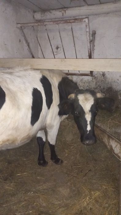 корова з першим телям