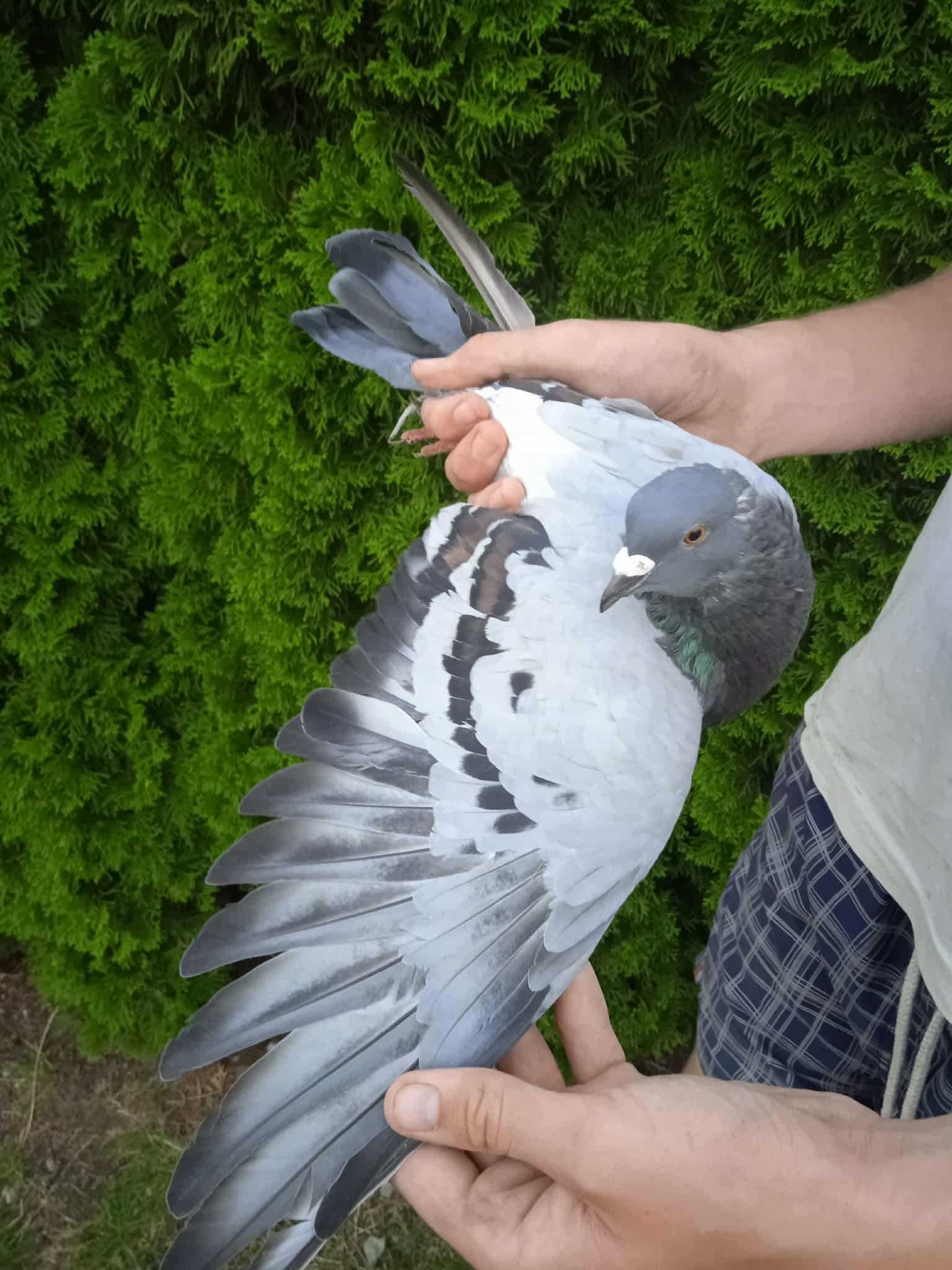 gołębie pocztowe