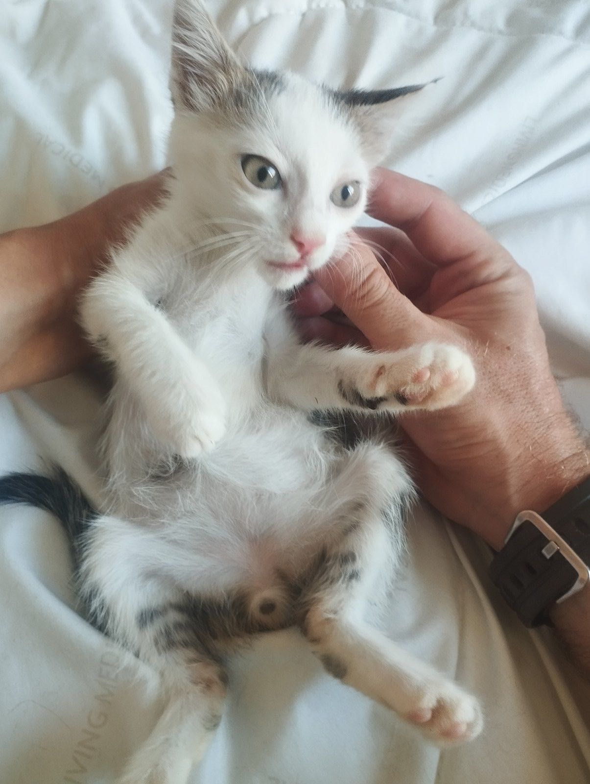 Красивый котенок бесплатно