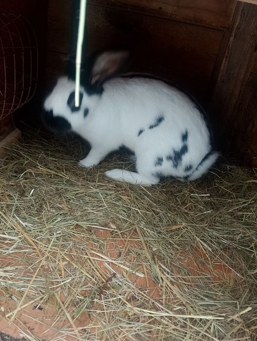 Samica srokacz do zakocenia