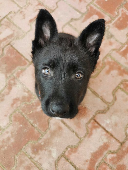 Owczarek niemiecki czarny krótkowłosy pies piesek samiec