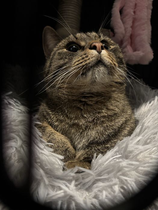 Piekny kochany bury roczny kocurek