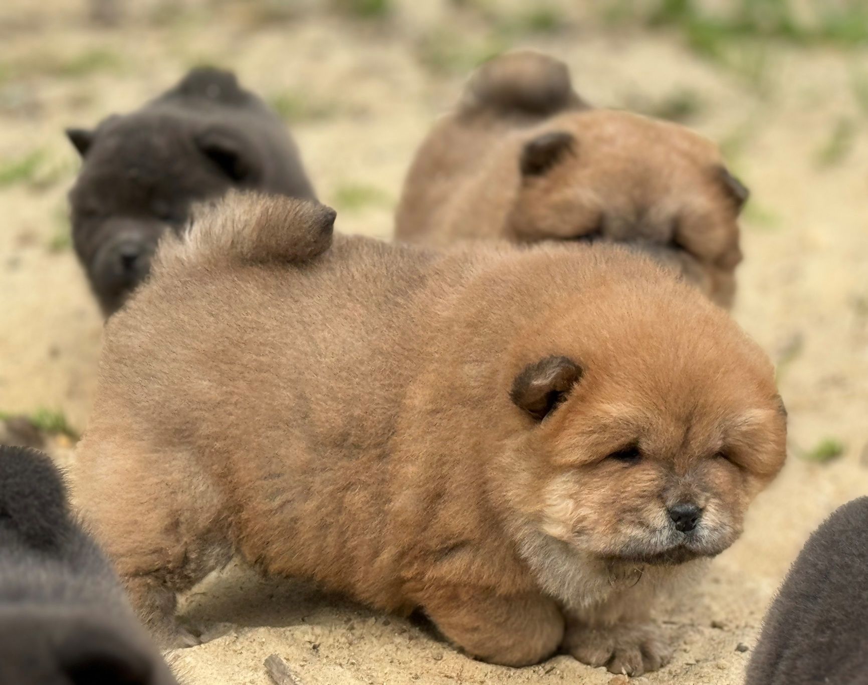 Chow chow blue ekstra klasa szczeniak z rodowodem