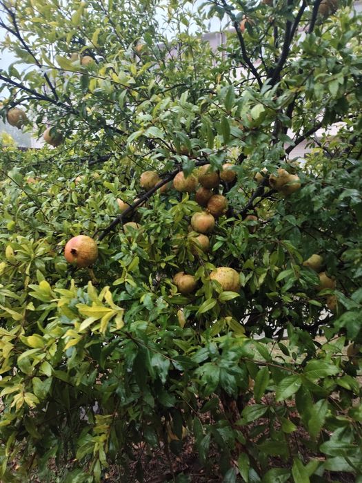 Romã totalmente biológica.