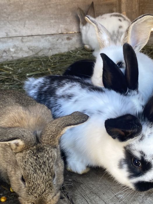 Кролі різногл віку