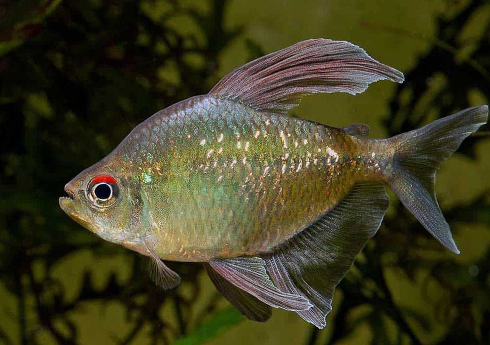 Błyszczyk brylantowy - Moenkhausia pittieri - dowóz, wysyłka