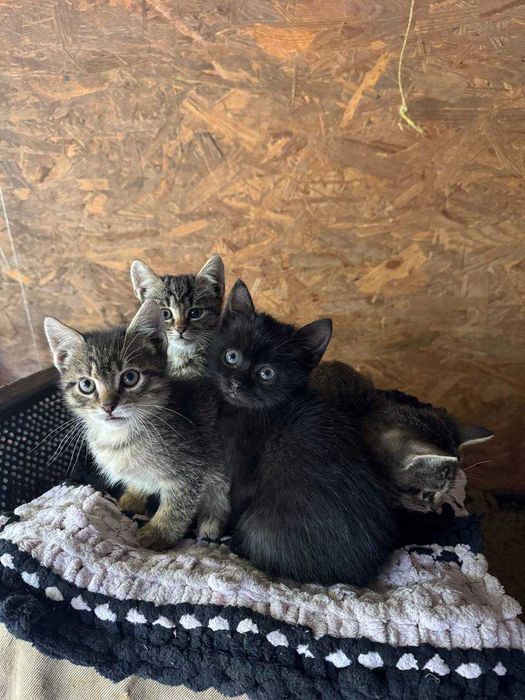 Віддам котів в добрі руки три Дівчинки і один хлопчик