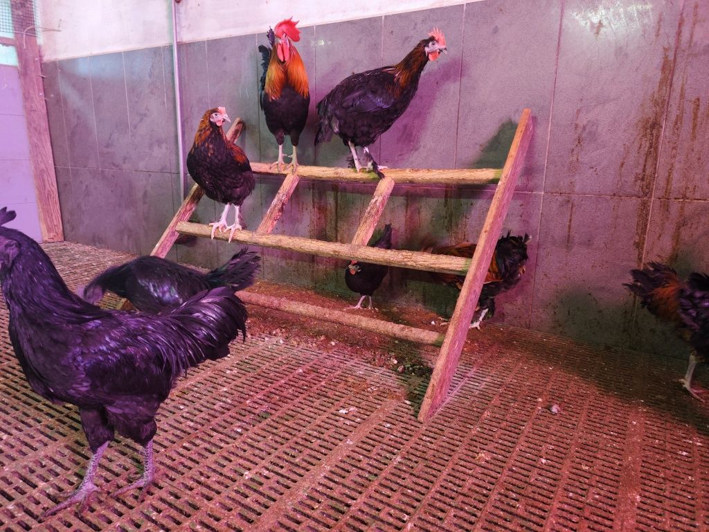 Koguty rasowe TANIO! Ayam cemani, araukana itd.