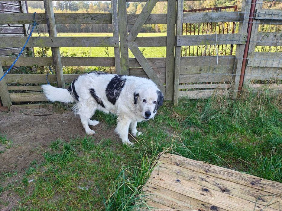 Pilnie poszukiwany dom dla psa rasy Tornjak